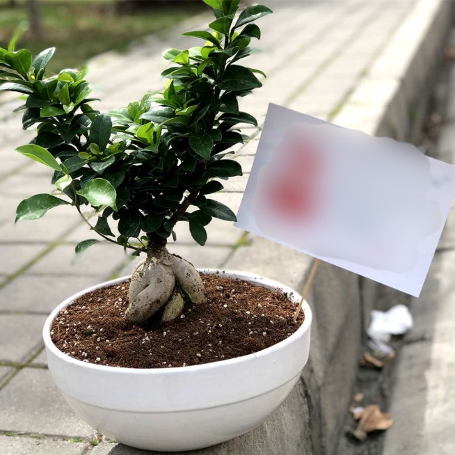 خرید آنلاین بن سای