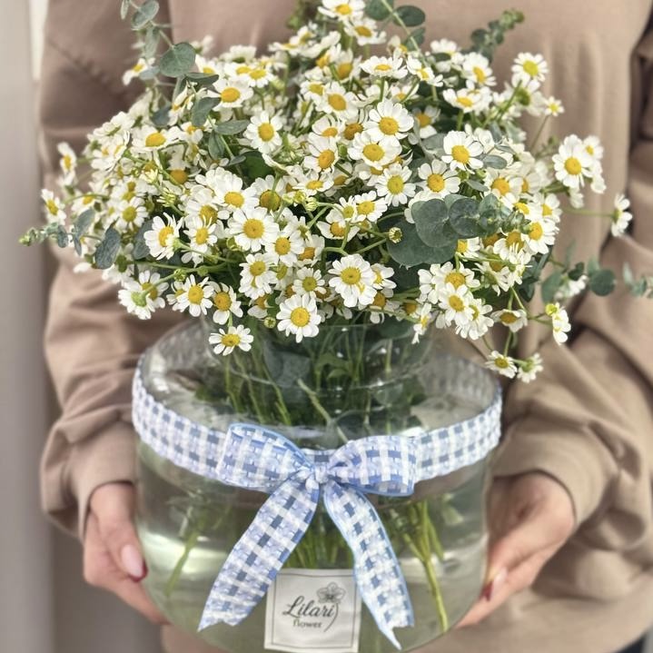 جار بابونه