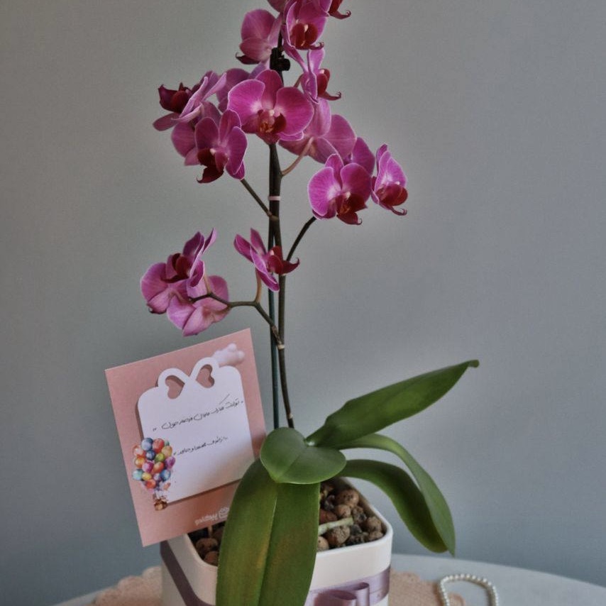 تصویر سفارش مهسا